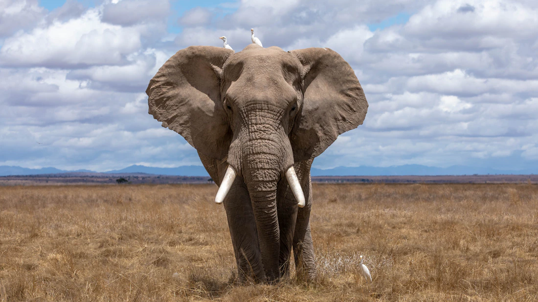 Elephant in the wild