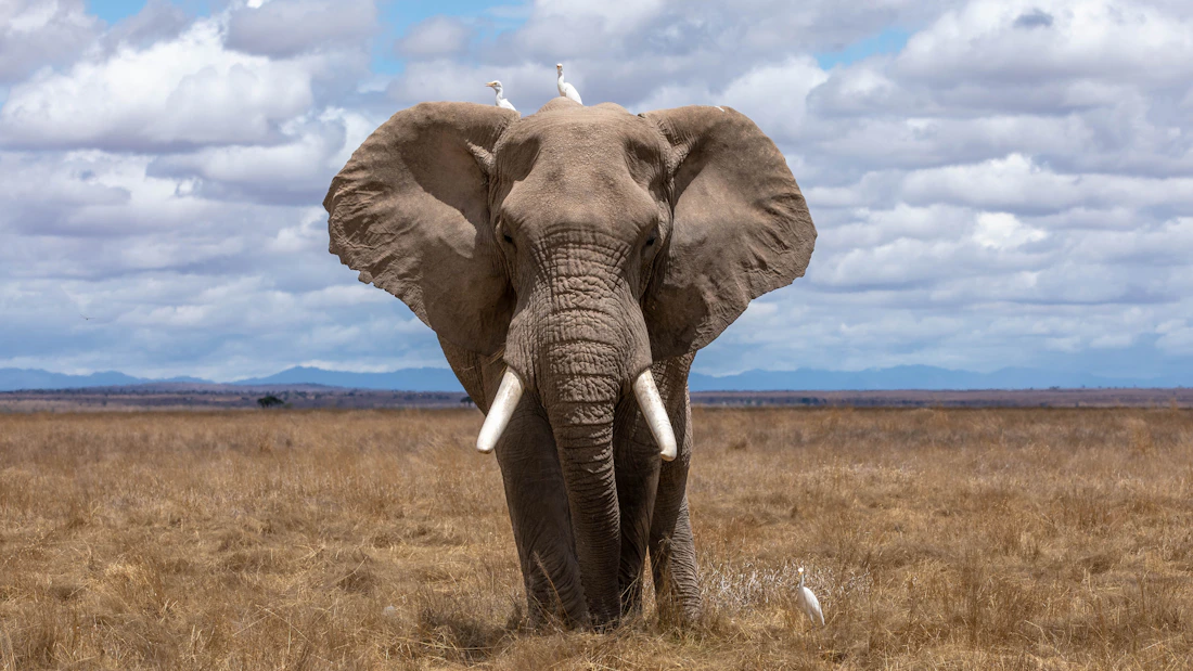 Dubare Elephant Camp