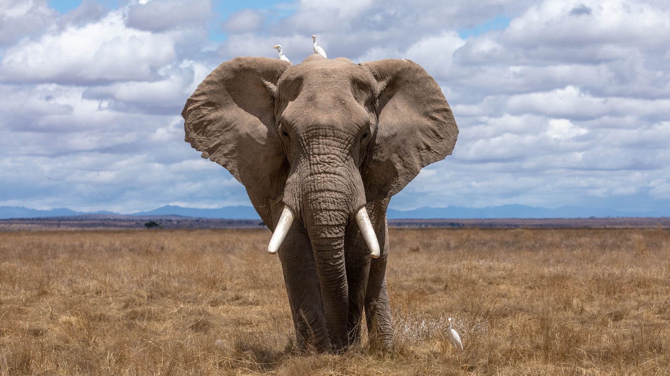 African Elephant Endangered Specieds