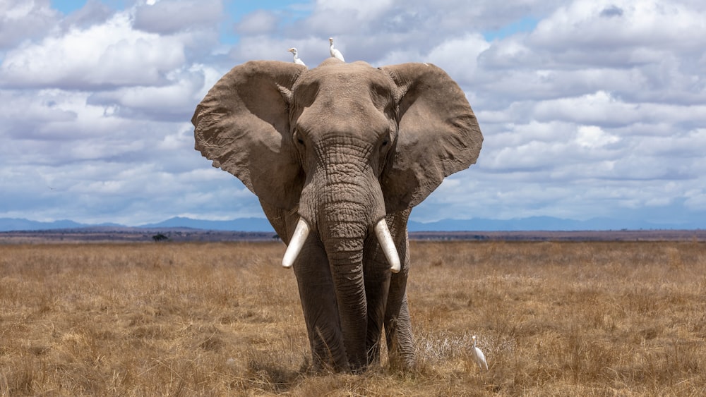 Elefantenwanderung tagsüber