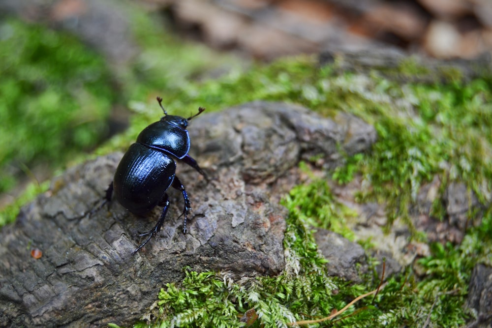 scarabeo nero di giugno sulla fotografia ravvicinata di pietra grigia