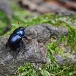 black june beetle on gray stone close-up photography