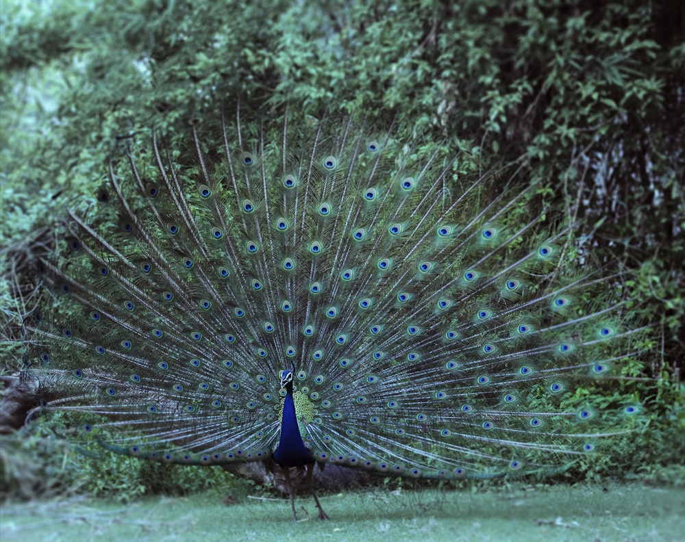 Pavão Azul