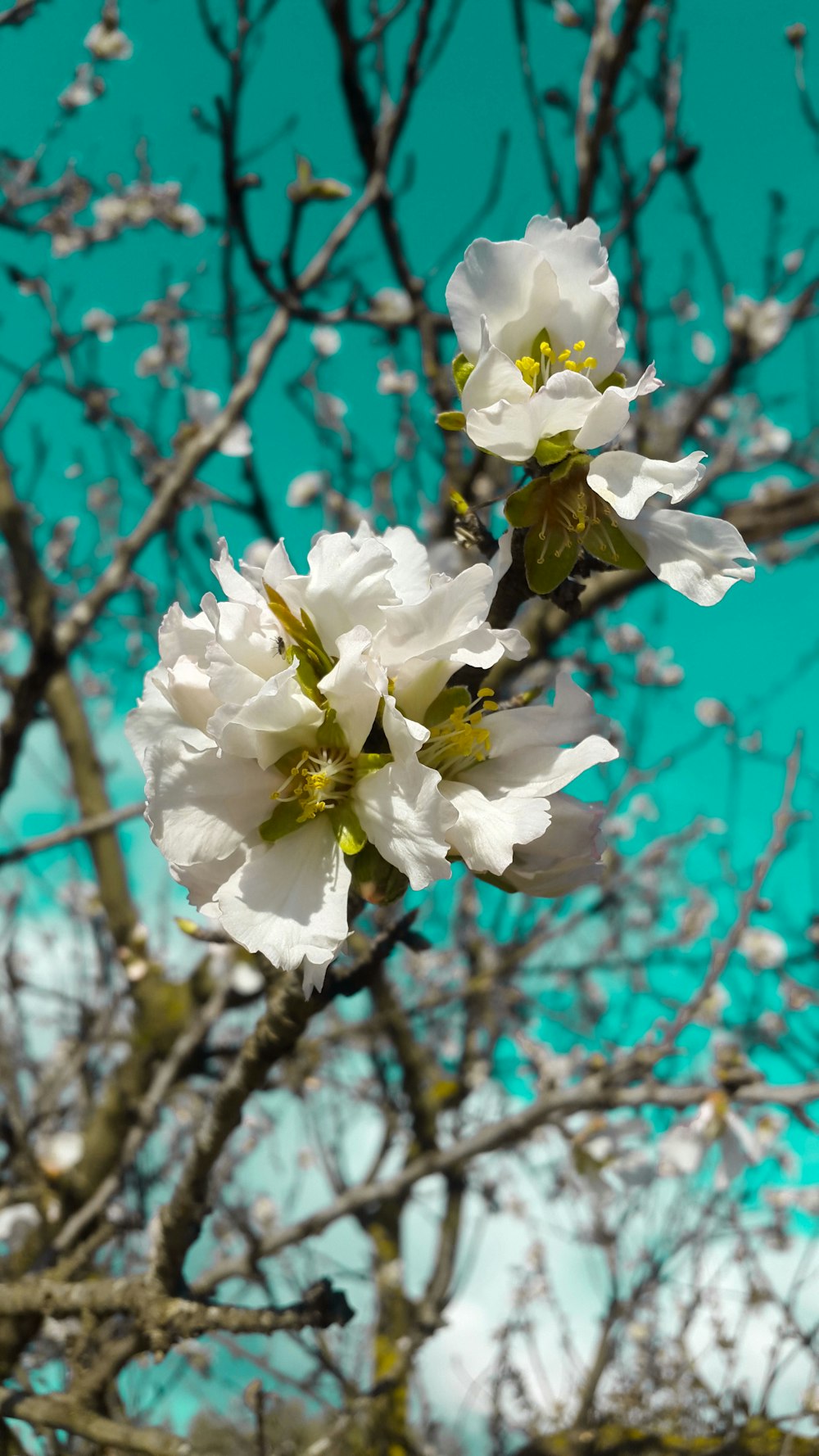 white petaled flower blooming daytime