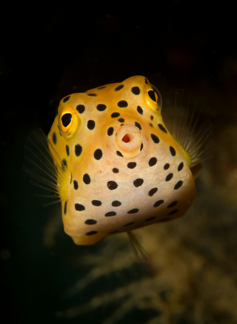 leopard puffer fish