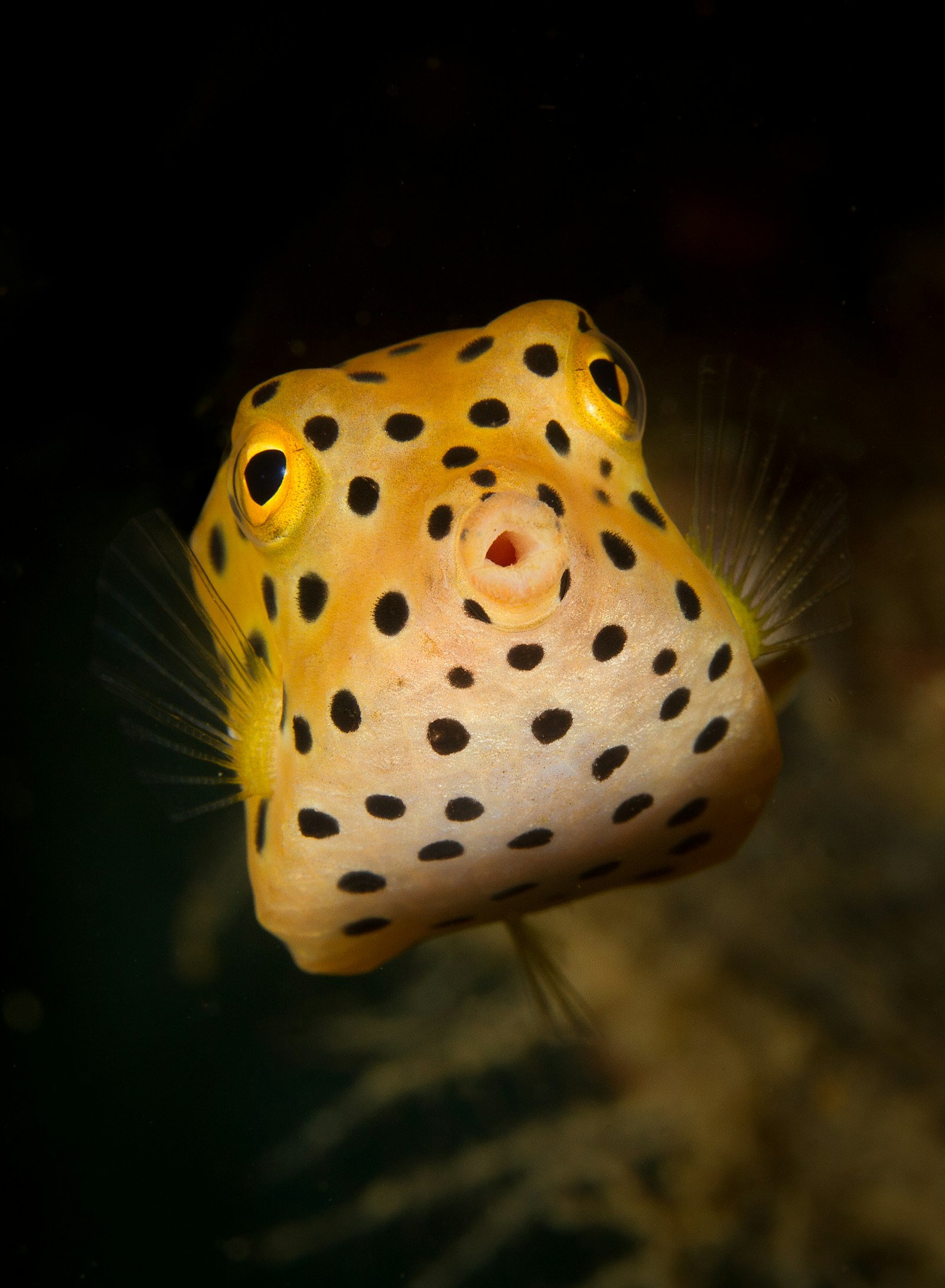 Canon EOS 7D + Canon EF-S 60mm F2.8 Macro USM sample photo. Leopard puffer fish photography