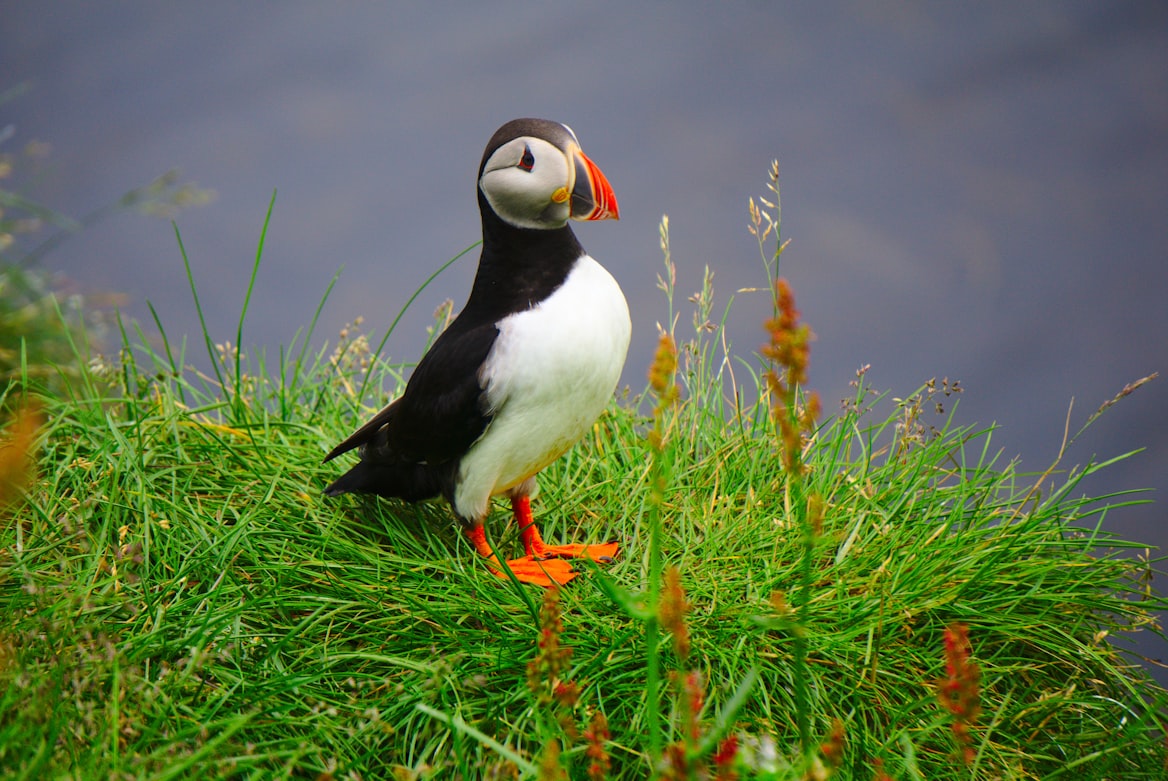 Puffin Bird in Wild Nature