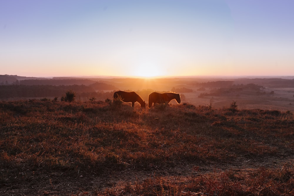 two brown animals walking on brown field