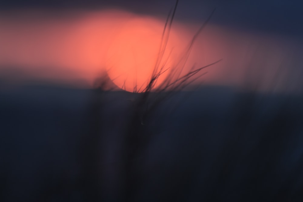 silhouette of grasses