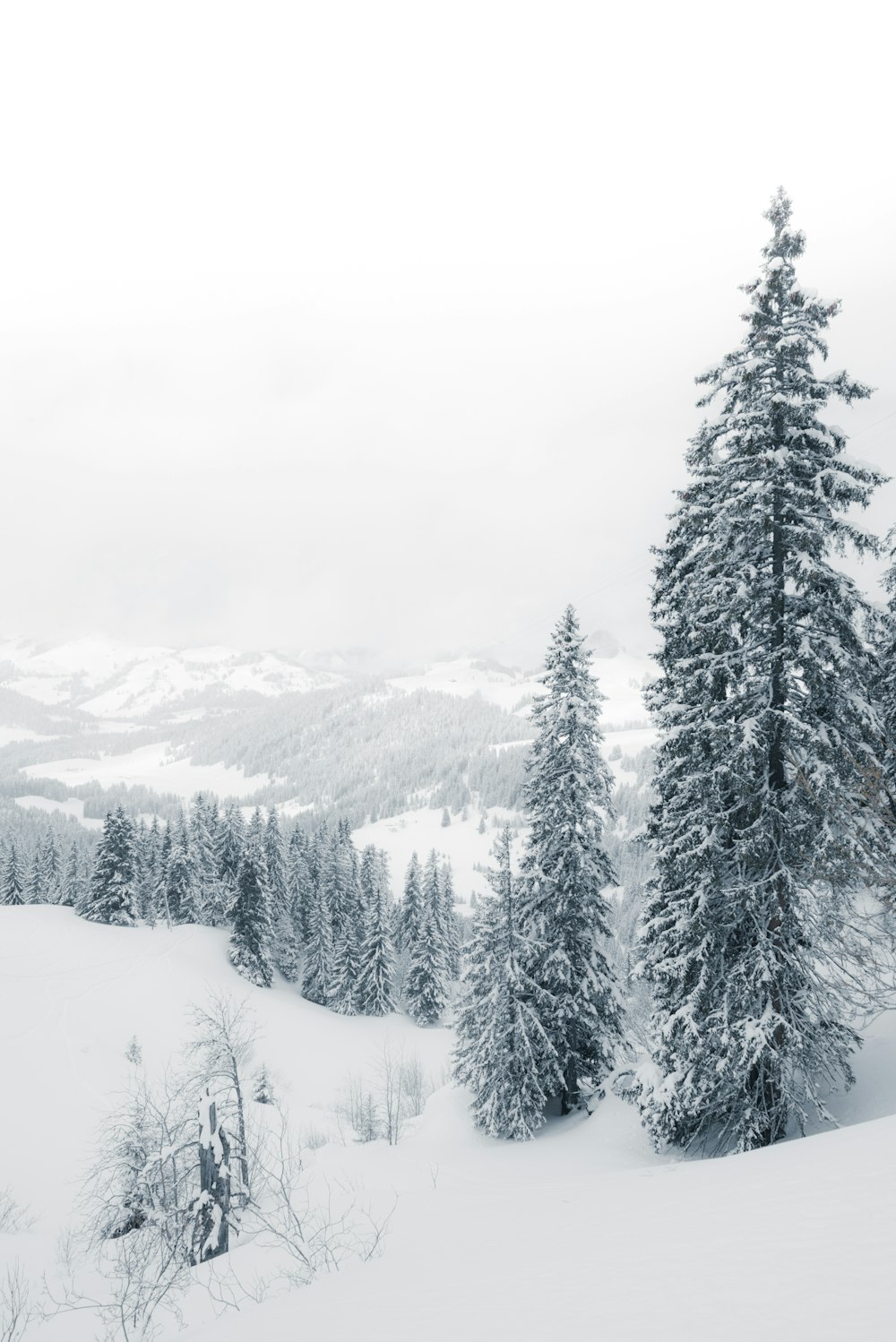 pine tree covered with snow during daytime