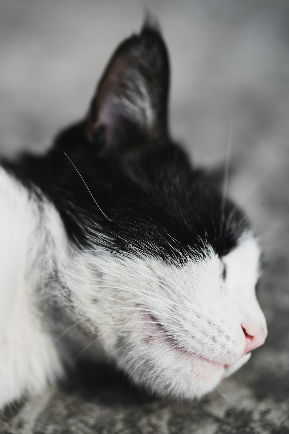 tuxedo cat close-up photography