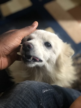 A fluffy white dog is being petted by a hand, seemingly enjoying the affection. The dog's mouth is slightly open, and it appears to be in a relaxed environment. The focus is on the dog's content expression and the human interaction.