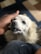 A satisfied customer playing with a Samoyed puppy.
