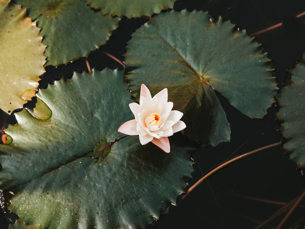 white lotus flower bloom during daytime close-up photography