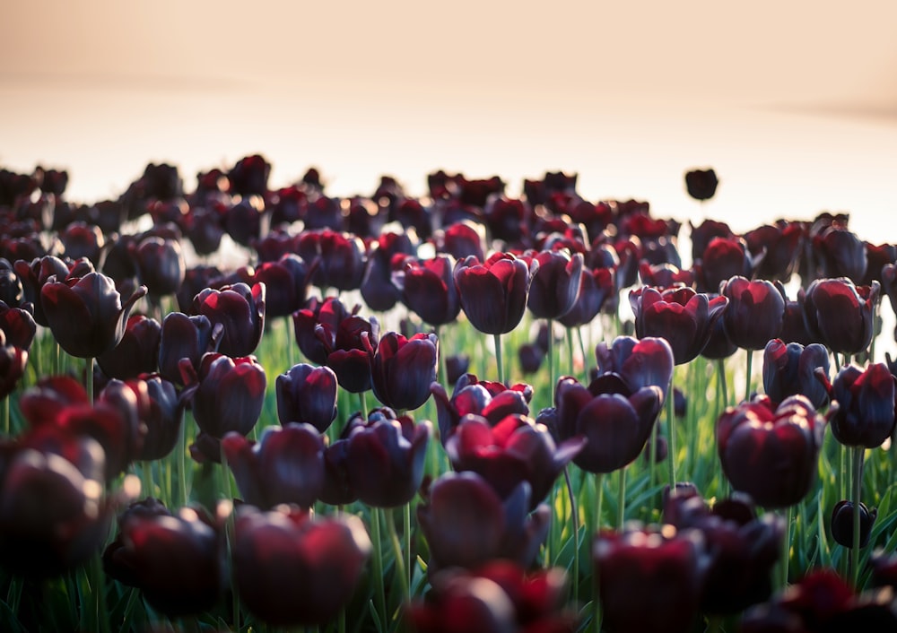 red-petaled flowers