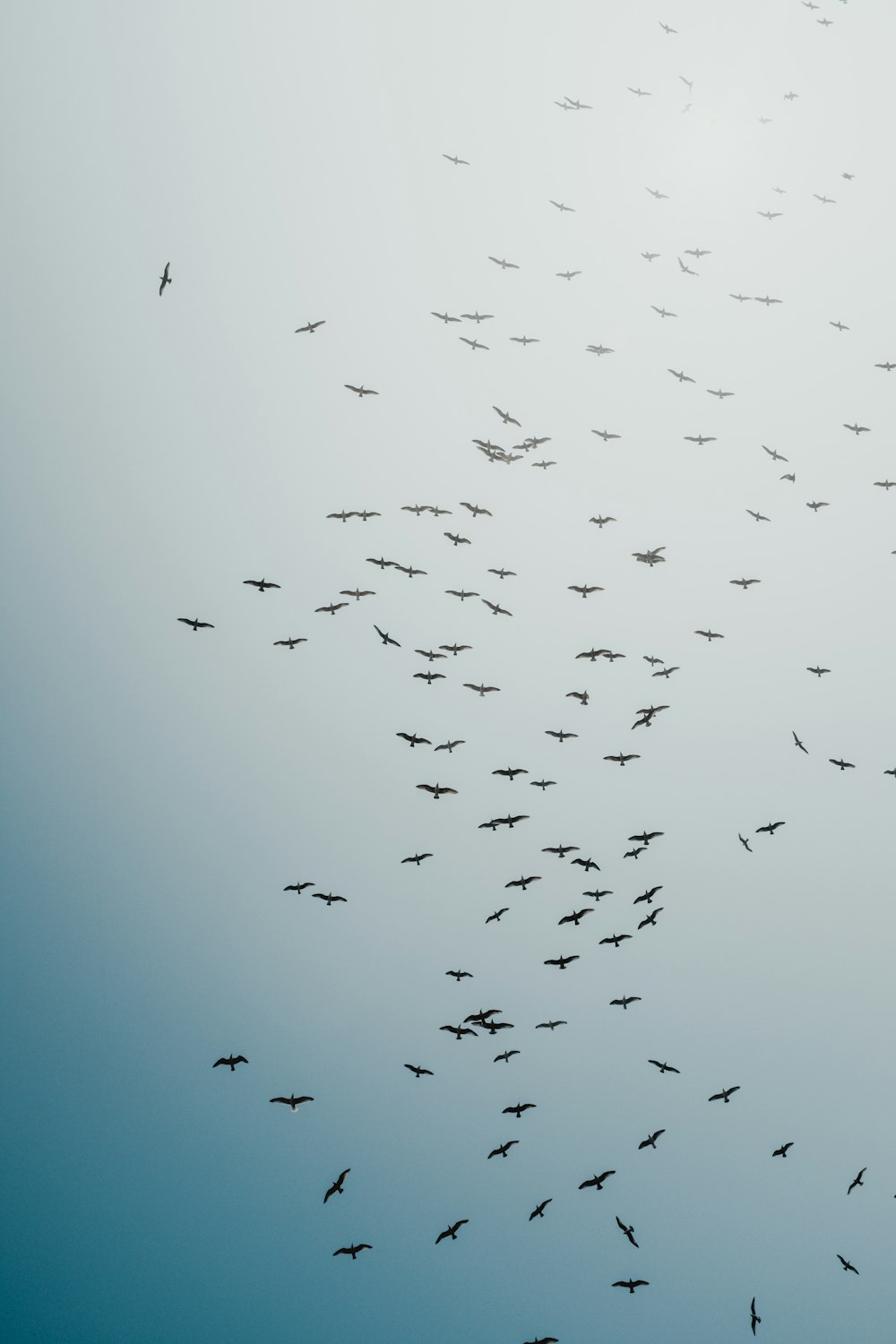 uccelli neri che volano durante il giorno
