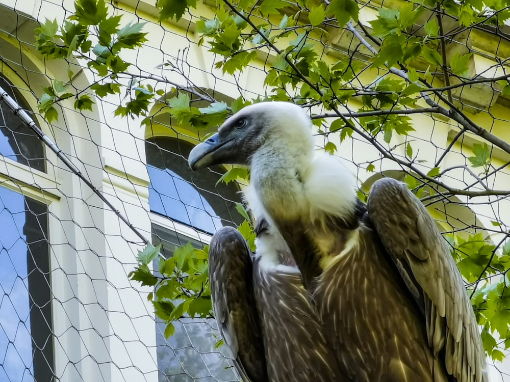 brown and white vulture