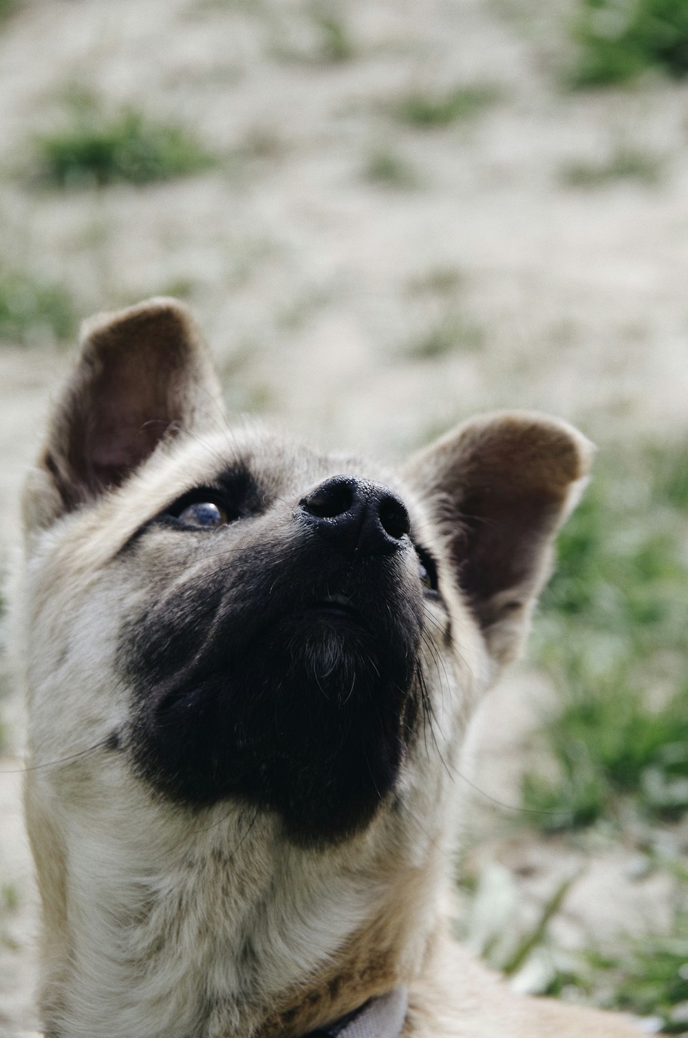 long-coated white dog