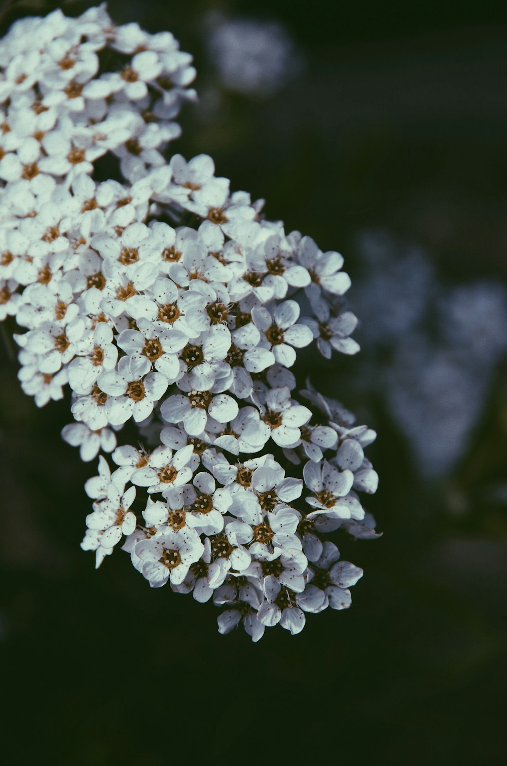 Photographie à mise au point peu profonde de fleurs blanches