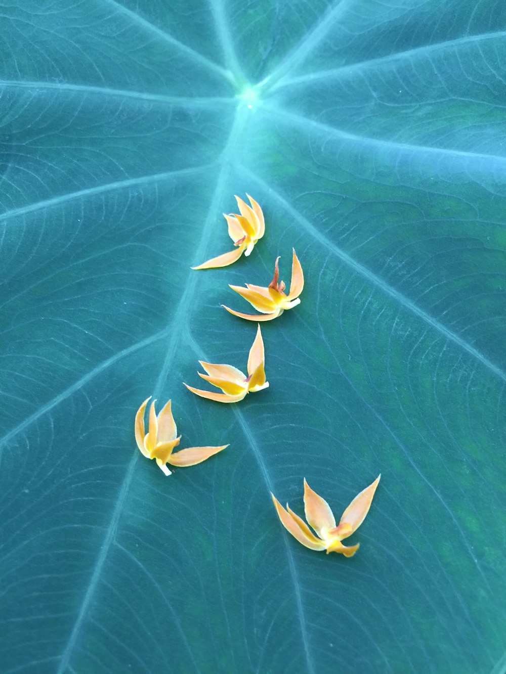 yellow petaled flower on green taro leaves