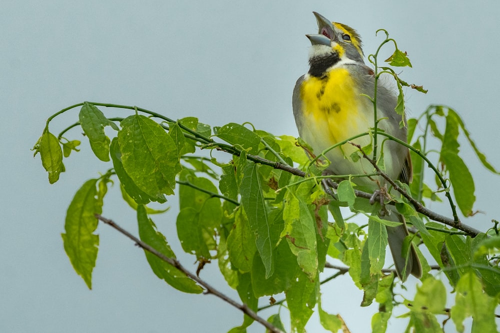 grey and yellow bird on greentree
