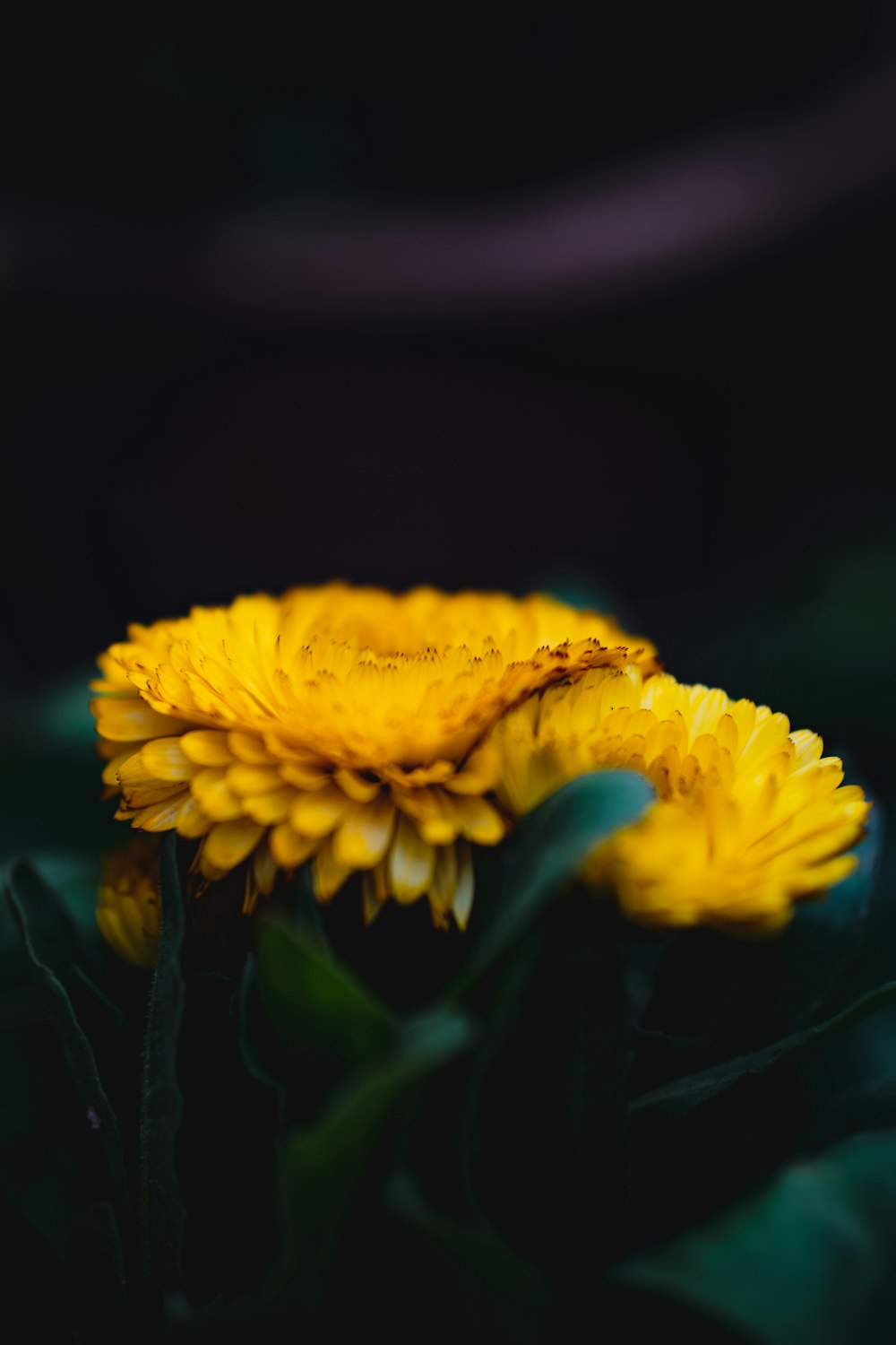 Fotografia a fuoco selettiva di un fiore giallo