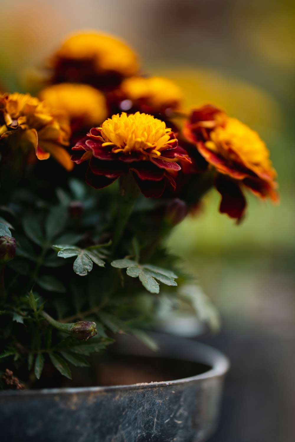 yellow and maroon flowers