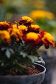 Close-up of rust-resistant pruning shears lying beside vibrant marigold blooms.