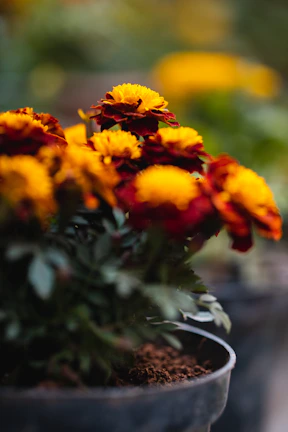 Close-up of bright marigold flowers blooming in rich soil under morning sunlight.