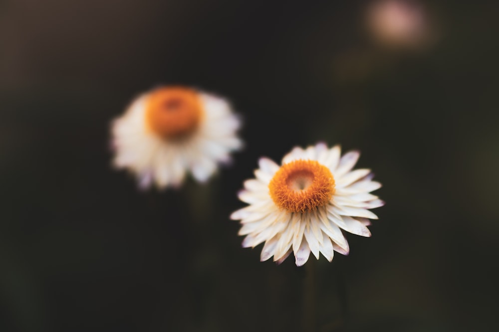 white petaled flower