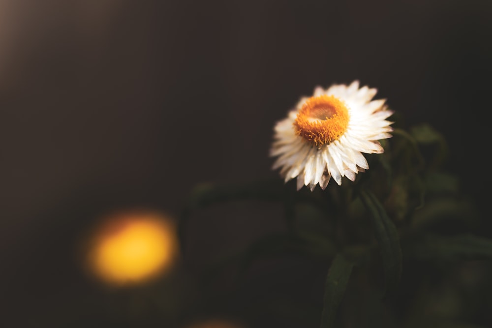 white petaled flower