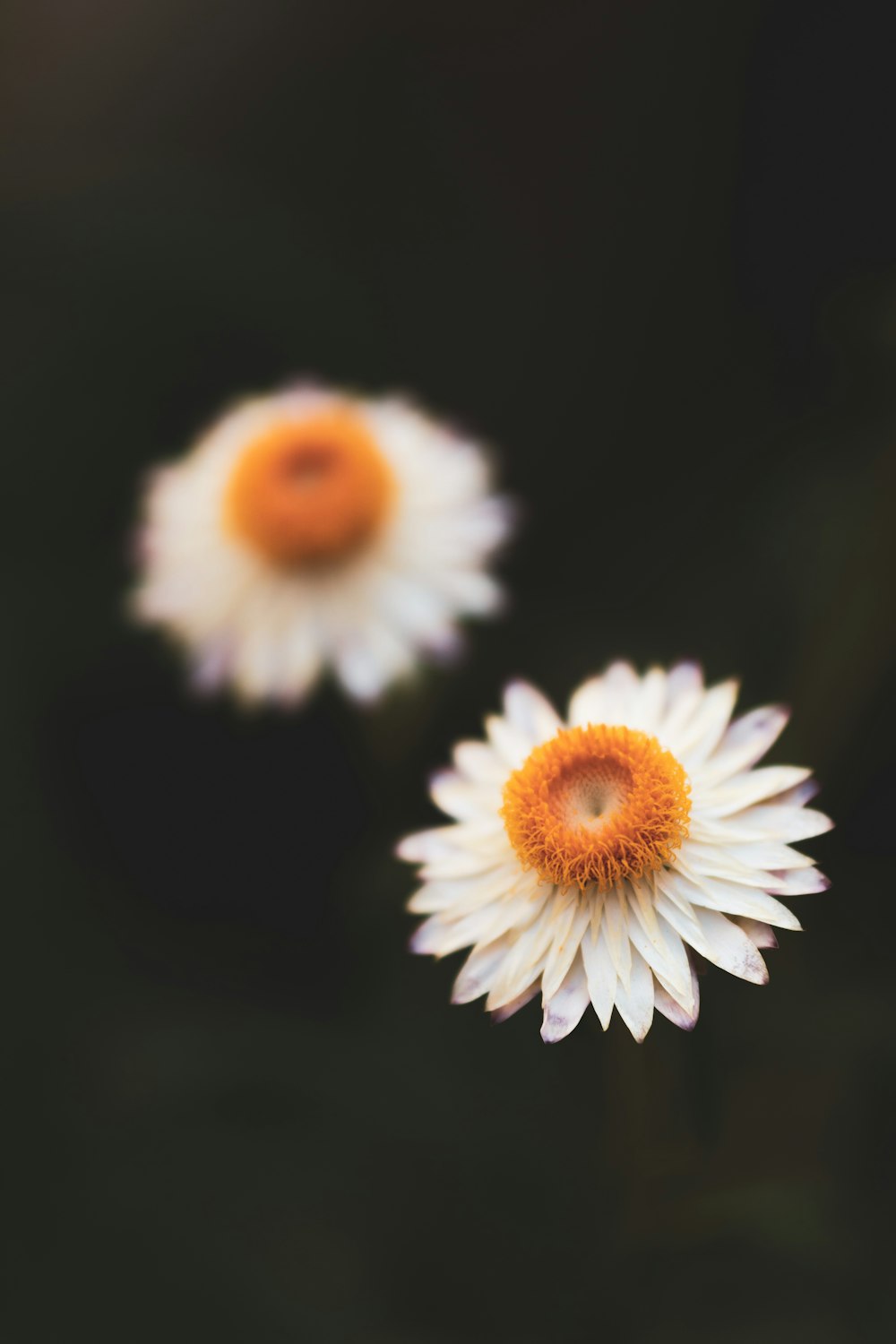 white-and-yellow flowers