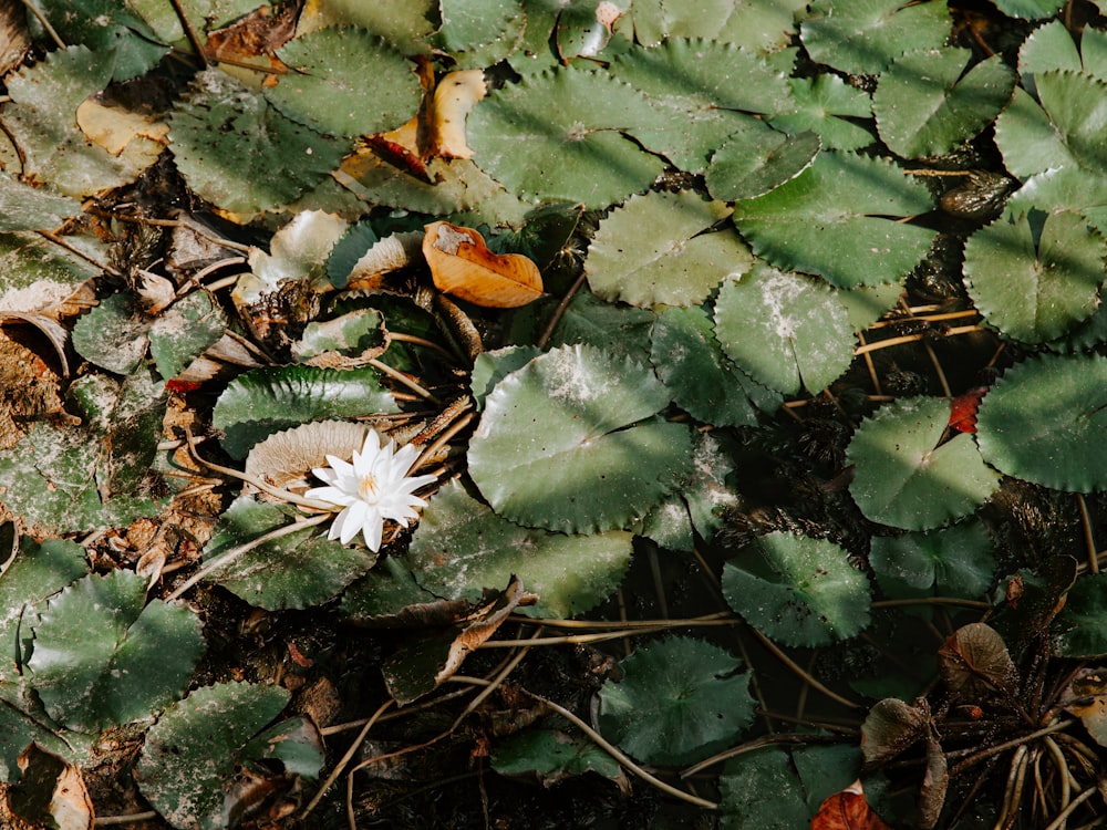 green water lilies