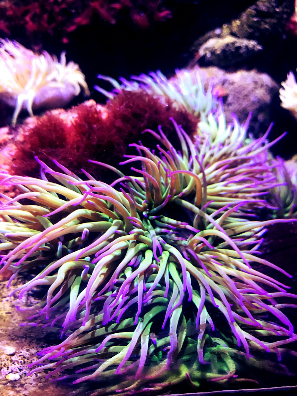 purple and white sea plants