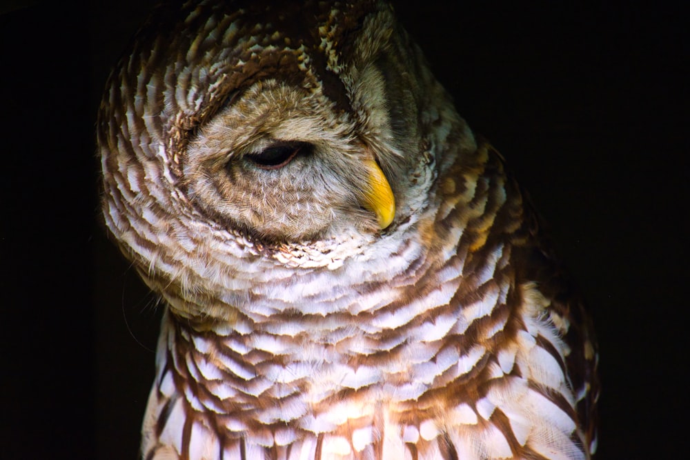 brown and white owl