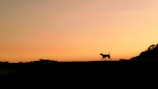 A silhouette of a jaguar walking along a riverbank at sunset.