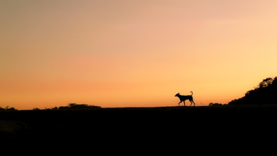 A silhouette of a jaguar walking along a riverbank at sunset.