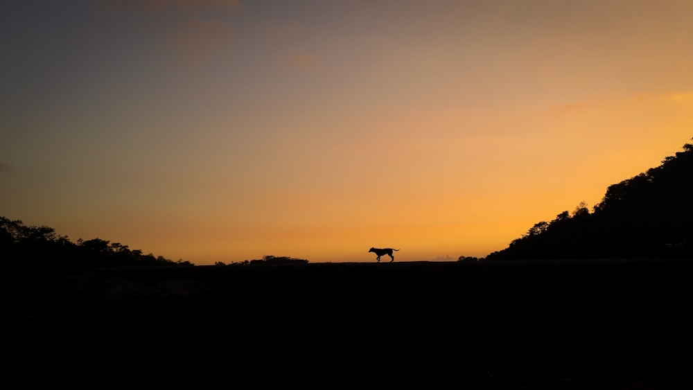 silhouette photography of dog