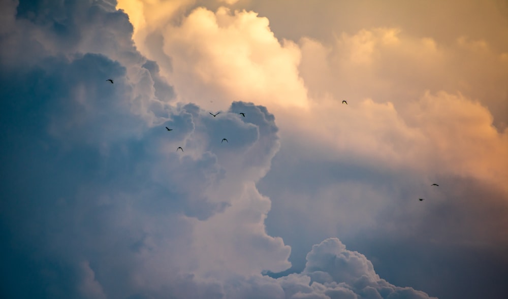 birds flying near clouds