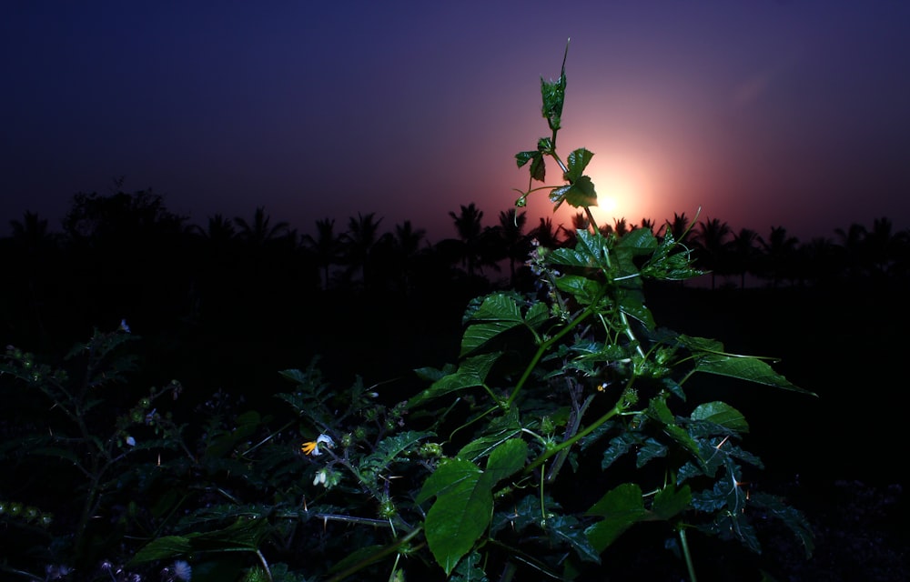 green leaf plant