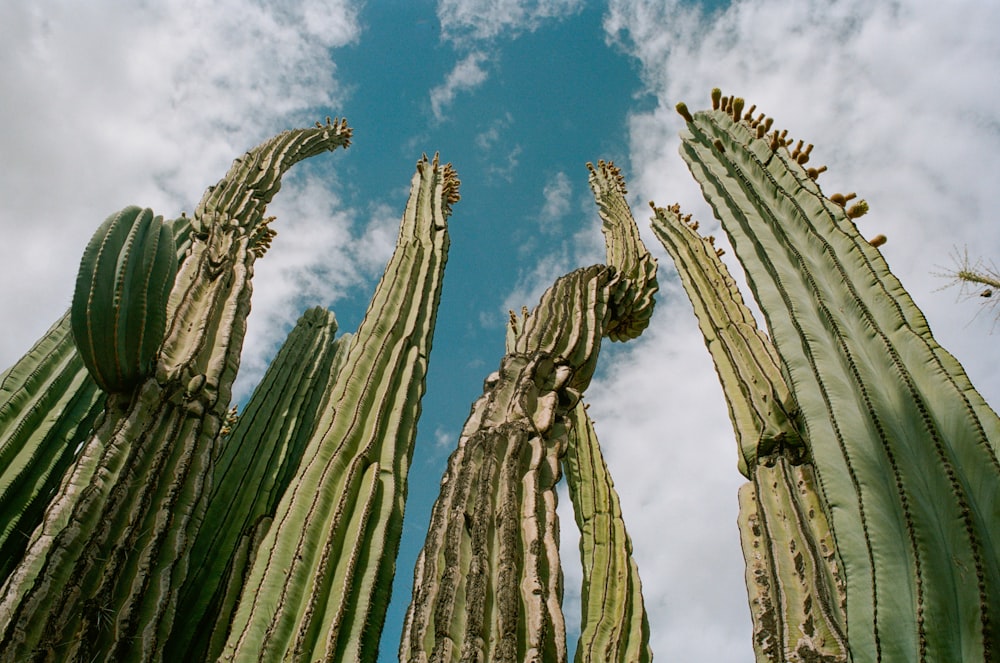 green cactus low angle photo