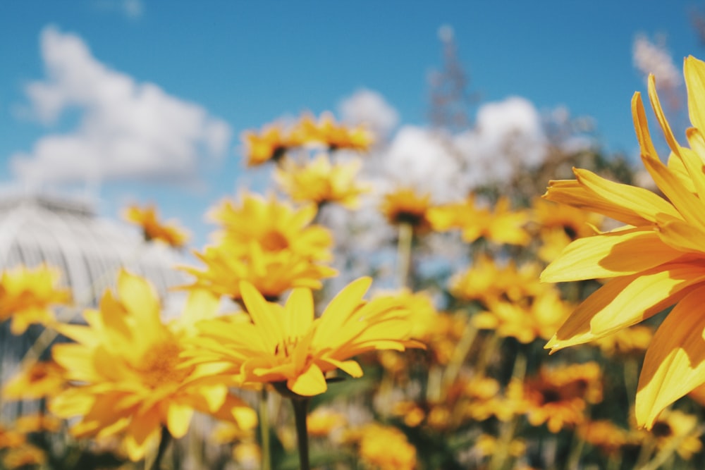 yellow petaled flower blooming at daytime