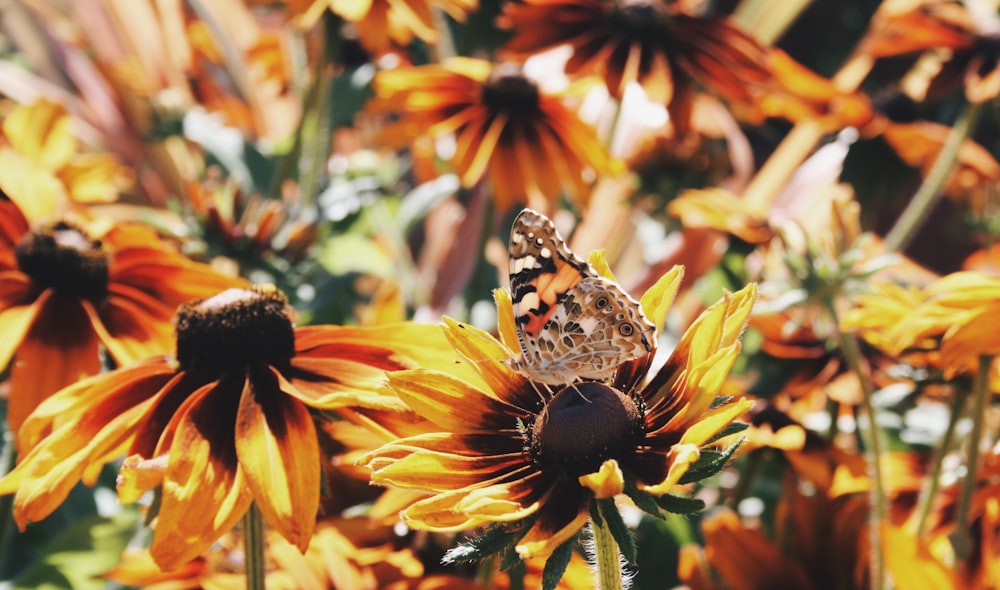 shallow focus photo of orange and gray butterfly