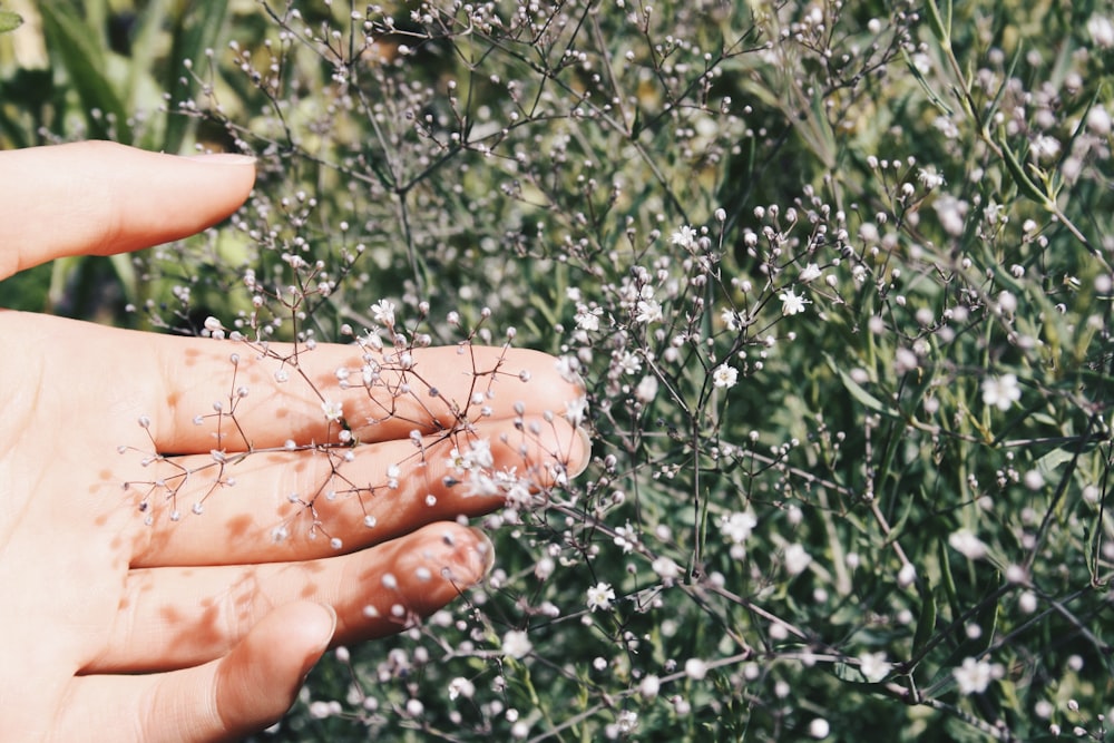 white baby's breath flower