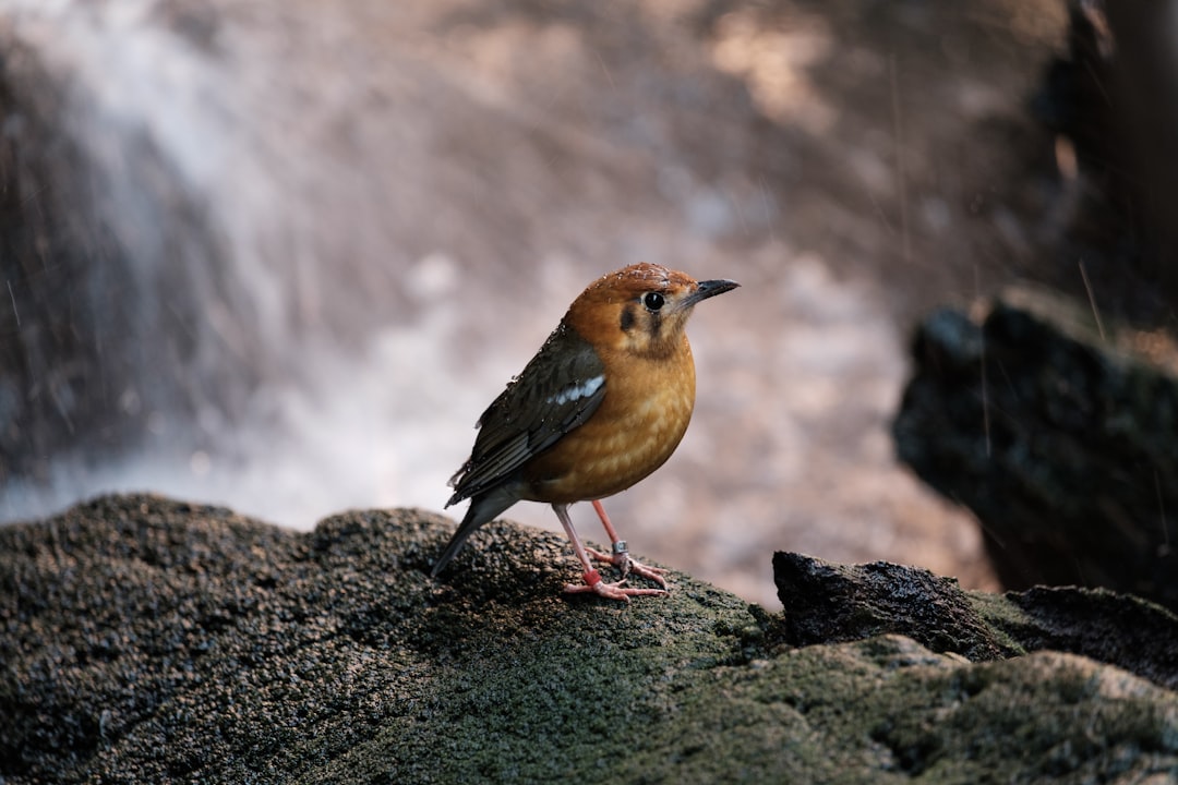 brown bird in rock formation