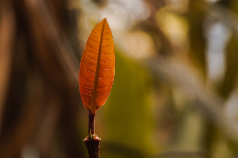 brown leaf close-up photography