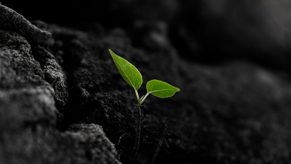 緑の葉の植物