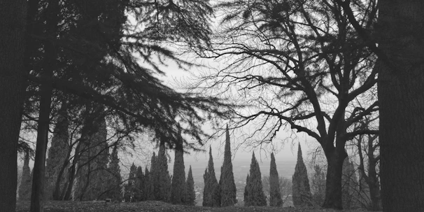 A serene black and white photograph capturing a misty forest at dawn