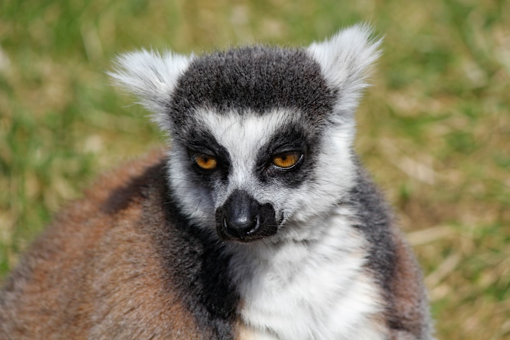 lemur close-up photography