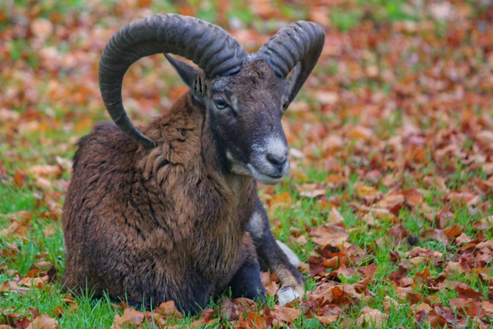 ariete marrone e nero sul prato verde durante il giorno